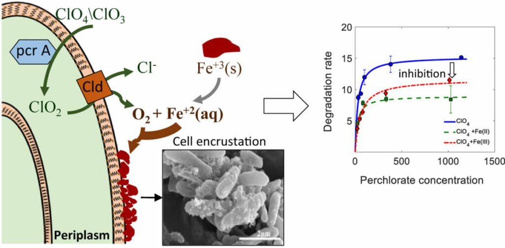 Inhibition of perchlorate biodegradation by ferric and ferrous iron