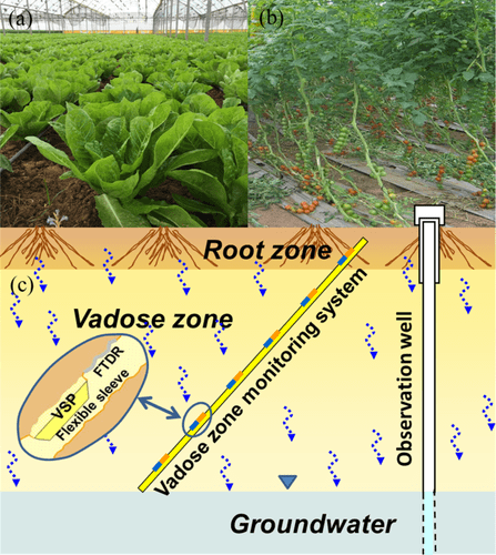 The greenhouse site with the two crop types: (a) lettuce and (b) tomato. (c) Schematic illustration of the VMS installed under the greenhouse.